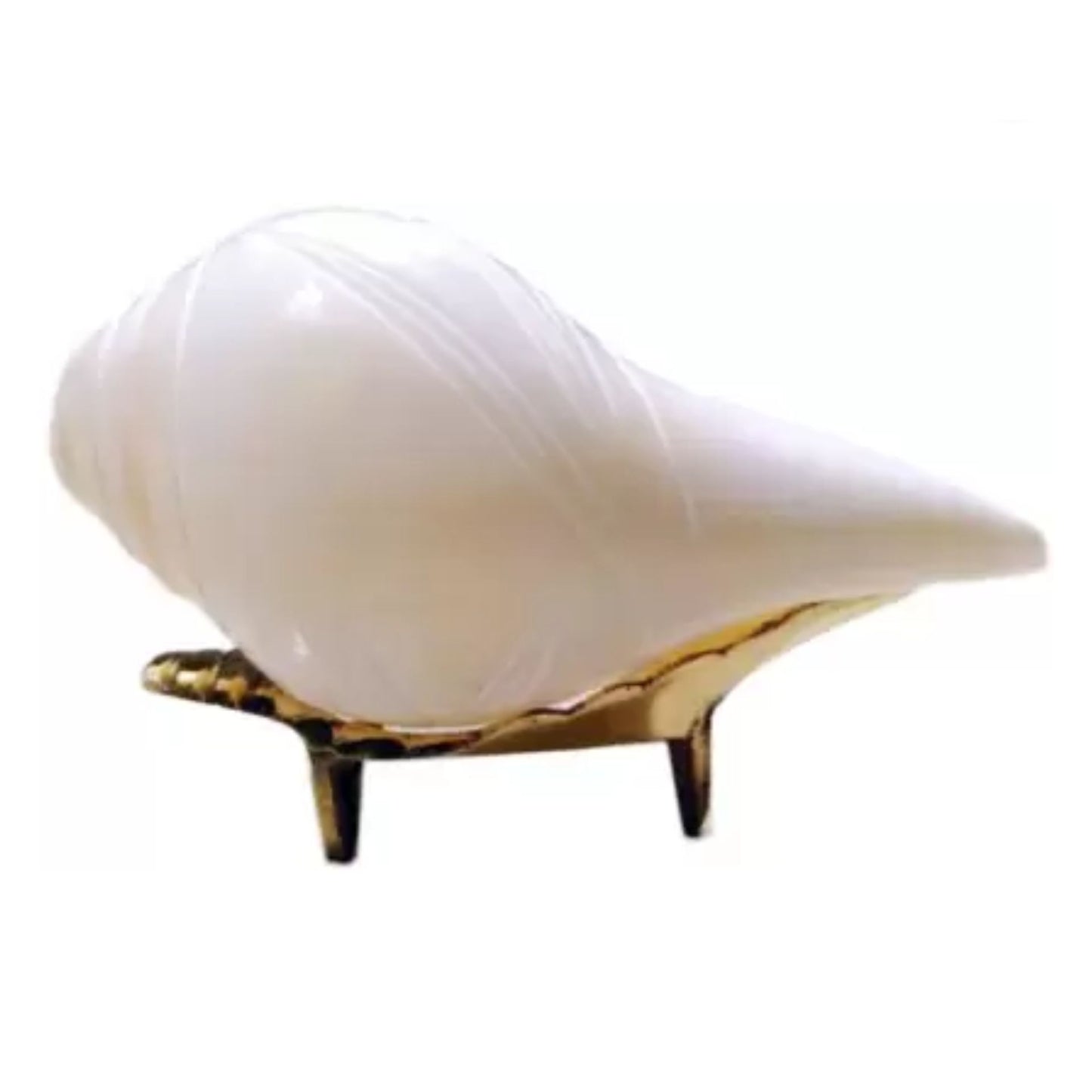 Conch blowing | Blowing Conch Shell | Pure Natural Shankh M Size with Loud Echo Sound