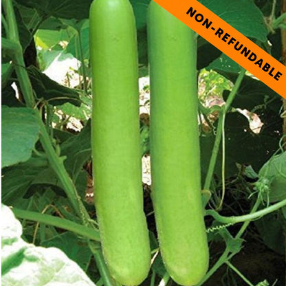 Bottle Gourd | Fresh Lauki (approximately 500g)