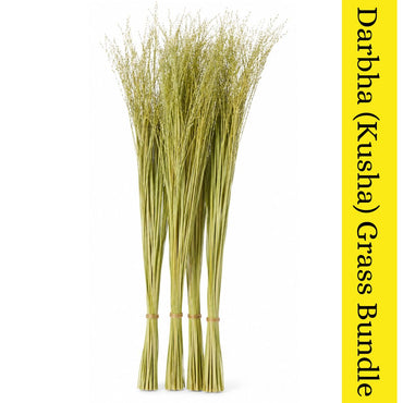 Manojo de hierba sagrada Darbha (Kusha) para pooja | Darbha (Kusha) Sacred Grass Bundle for Pooja - 1 Bundle