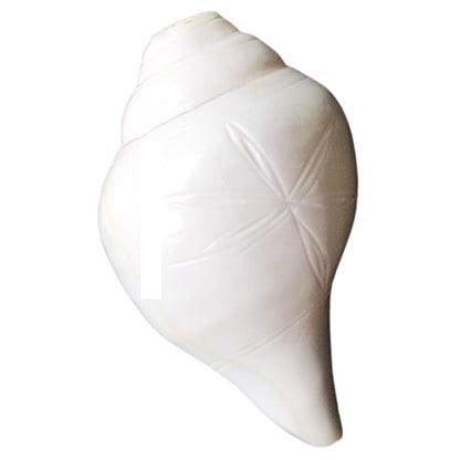 Conch blowing | Blowing Conch Shell | Pure Natural Shankh M Size with Loud Echo Sound